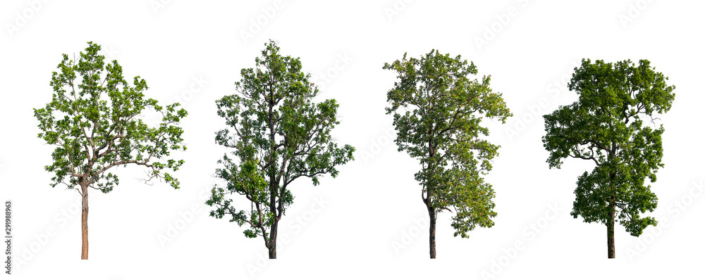Poster isolated tree collection on white backdrop