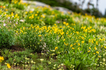 Albion Basin, Utah 2019 in Wasatch mountains withmeadow hill of many yellow Arnica sunflowers flowers wildflowers on slope