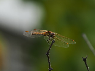 Dragonfly in the Garden