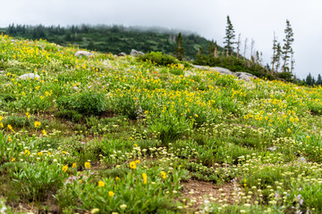 Albion Basin, Utah 2019 during wildflowers season in Wasatch mountains with mist fog and meadow hill of many yellow Arnica sunflowers flowers