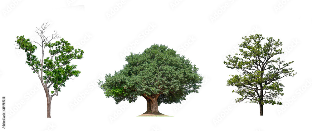 Poster isolated tree collection on white backdrop