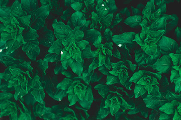 Green mint plant background. Green leaves background. Natural background.