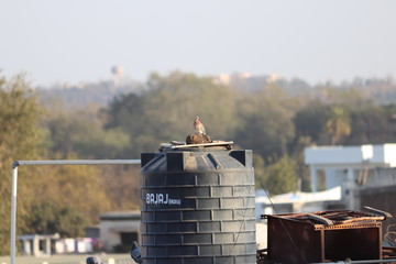 pigeon on water tank