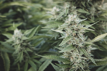Cannabis Plants Growing in Garden