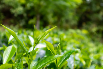 Green tea leaf.tea leaf on green background.herbal tea.tea estate