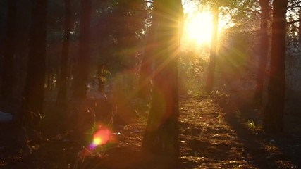 Sunset sunlight in a forest, halo of light