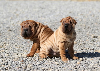 Puppies Shar Pei wrinkle skin close up