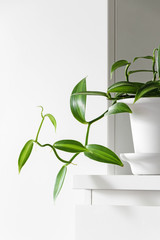 Modern houseplants in a white pot on a white drawer in the white living room, minimal creative home decor concept, Vanilla Planifolia Variegata or Vanilla Orchid