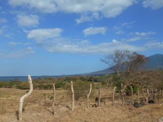 vineyard in south africa