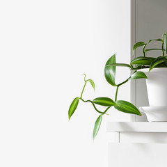 Modern houseplants in a white pot on a white drawer in the white living room, minimal creative home decor concept, Vanilla Planifolia Variegata or Vanilla Orchid