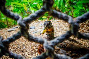 Image of a Duck Through a Fence.
