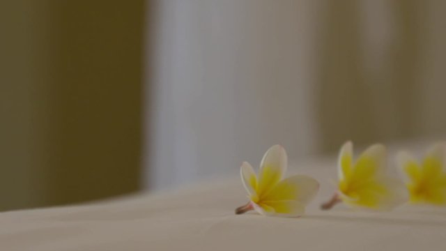 An extreme closeup shot with a panning view of three pieces of plumeria flowers in white and yellow colors on top of the bed covered in a white sheet..