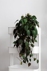 Modern houseplants trailing on a white cart with the white wall, minimal creative home decor...