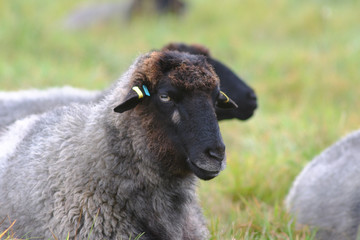 Schafe haben es gemütlich auf der Weide