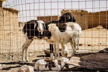 lambs in a fold in a refugee camp