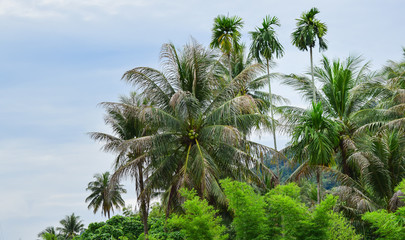 Fototapeta premium Beautiful view of nature with green tree and blue sky.