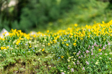 Albion Basin, Utah summer with blue and yellow many wildflowers flowers in Wasatch mountains on meadow