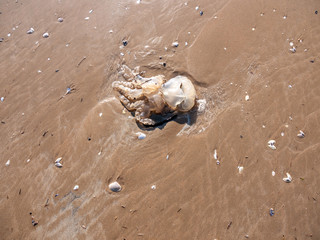 dead jellyfish on beach outside nature sunny day animal wildlife