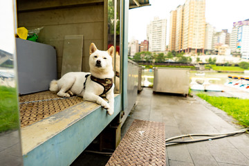 White Chiba Dog lying looks cool in the river side city. Bitan taiwan