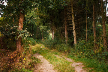 Waldweg