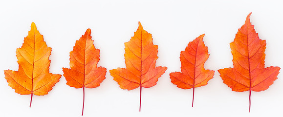 Fall maple leaves in a row isolated on the white