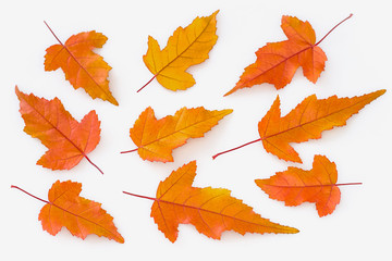 Fall leaves background