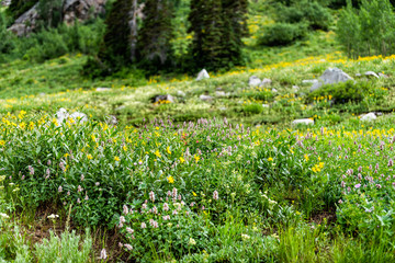 Albion Basin, Utah summer with field of many white and pink catnip wildflowers flowers in Wasatch mountains on meadow