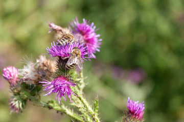 Bienen auf Distel