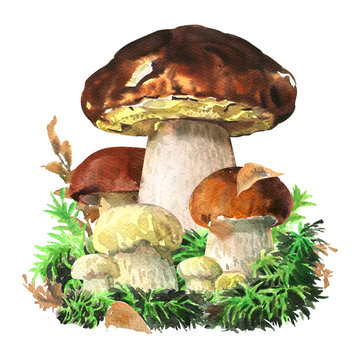 Group of forest edible boletus edulis mushrooms, king bolete, cep in the woods close up, porcini mushroom isolated, close up, hand drawn watercolor illustration on white background
