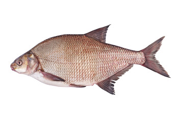  Side view of river bream fish isolated on white background. live fish