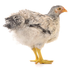 Gray hen isolated.