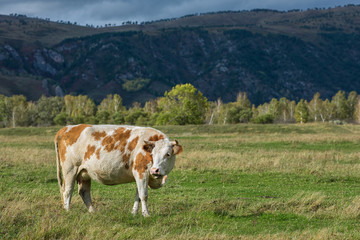 Fototapeta na wymiar Cows in the grass in the Altai mountain against dark sky