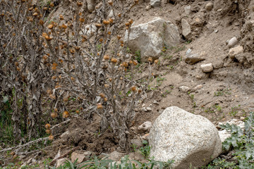 stone in a dried garden