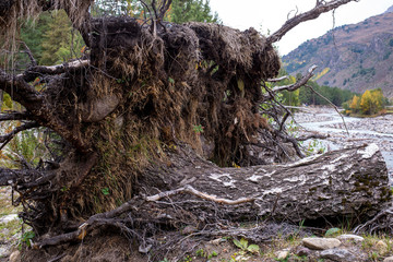 tree root after a hurricane