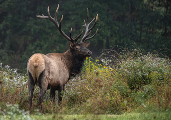 Fototapeta premium Bull Elk 