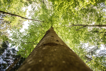 Fototapeta premium looking at a tree up to the top crown 