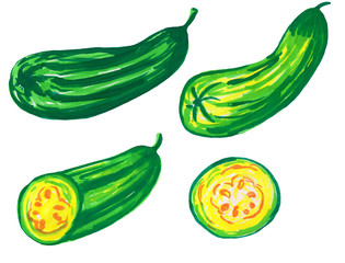 Set of green zucchini of different sizes, slices on a white background. pencil drawing for prints, menus, designs, postcards and posters, flyers