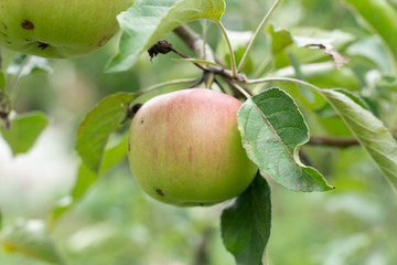 fresh green Apple on a sprig of an Apple tree in the garden closeup