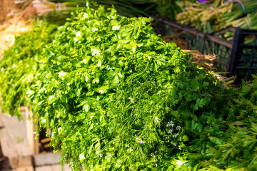 Close-up of parsley and dill. Dill and parsley greens. Green onions. Green background.