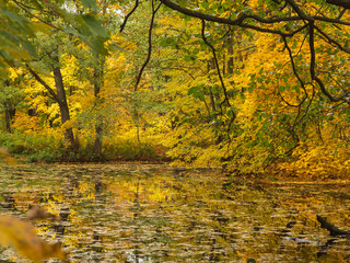 Autumn landscape. Golden autumn.  Trees in golden foliage are reflected in the water.