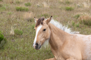 Obraz premium Beautiful Wild Horse in the Utah Desert in Spring