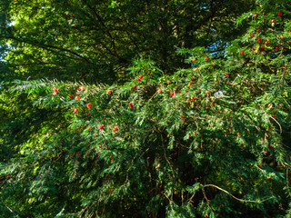 penllergare valley woods beautiful outside scenery in south wales nature Yew