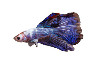 Fototapeta premium Siamese fighting fish Blue mixed color