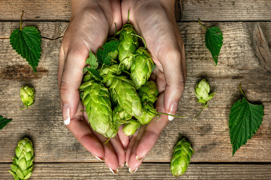 Handful Of Hops In The Hands Over Old Wooden Table Background. Vintage Style. Beer Production Ingredient. Brewery. Fresh-picked Whole Hops Close-up. Brewing Concept Wallpaper.