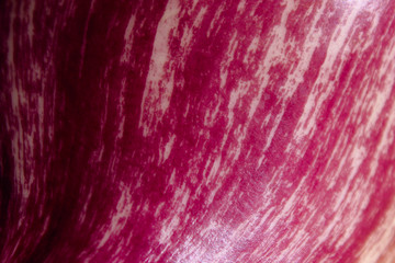 Blurred red background texture. Colorful wall background, blurred image. Burgundy color background, Abstract red textures background. eggplant pattern.