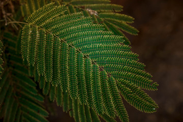 Big green tropical foliage with dark background