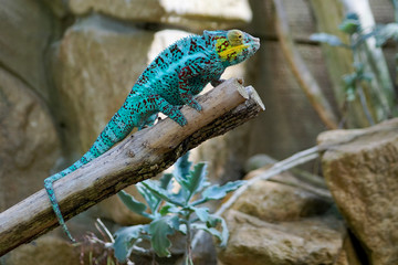A colorful Chameleon in a terrarium