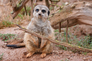 A cute meerkat sitting behind a piece of wood