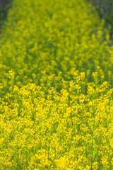 Obraz premium Small yellow flowers bloom in the flower garden. Tourists like to visit the flowers in the winter .with full flowers blooming.