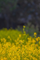 Small yellow flowers bloom in the flower garden. Tourists like to visit the flowers in the winter .with full flowers blooming.
